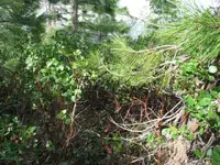 187_8747.webp