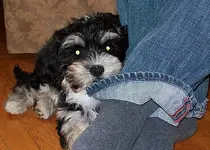 Lilly at 3 months.webp