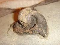 snail fossil.webp