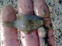 NH FINDS 07-19 023.webp