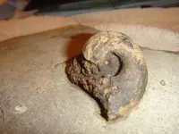 snail 2.webp