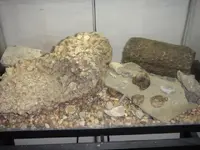 fossil collection.webp