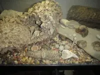 fossil collection2.webp
