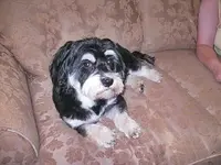 Lilly\'s New Haircut.webp