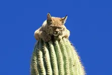 bobcat1.webp