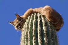 bobcat2.webp