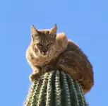 bobcat3.webp