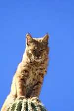bobcat6.webp