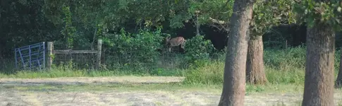 cdeer11.webp