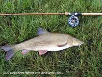barbel-caught-on-centrepin-reel.webp