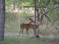 baby deer august 15, 2011  small.webp
