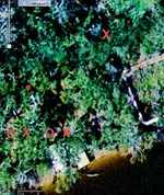 Baldwin,Lodge4crop.webp