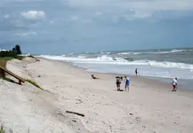 Seagrape Irene 02.webp
