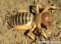 potatobug_03.webp potatobug_03.webp