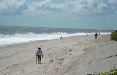 Seagrape Irene 03.webp