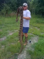 rattlesnake fl.webp