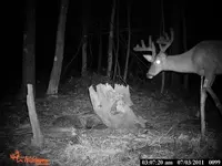 big buck.webp
