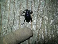AUG 6TH CELLAR HOLE LC 007 [640x480].webp