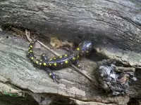 AUG 6TH CELLAR HOLE LC 003 [640x480].webp