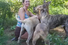Pets.webp