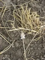 015.webp