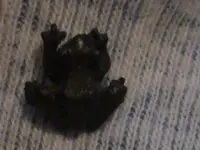 SKULL 098.webp
