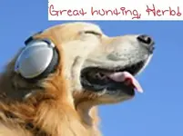dog detector.webp