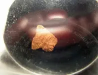 Goldnugget.webp
