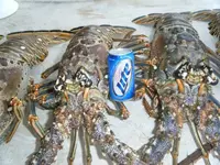 Lobsters0023.webp