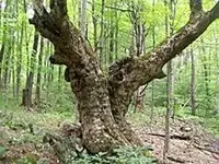 Old Tree.webp
