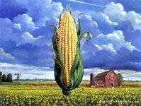 Corn Field with barn (432x326).jpg