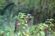064.webp