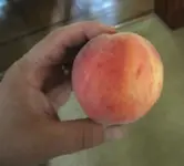 8-17 peach.webp