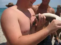 Shark Attack 3.webp
