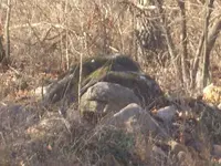 smturtle.webp