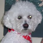 willy.webp