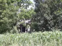house hiding in brush abandoned.webp