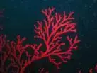 red coral.webp