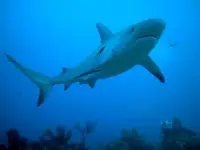 Bahamas0527.webp