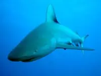 Bahamas0528.webp