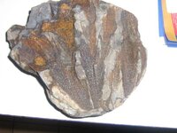 fossil1.JPG