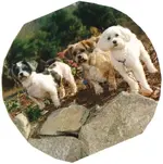 MY KIDS.webp
