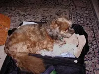 GOTTA GO.webp