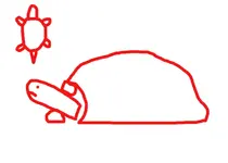 TurtleD1.webp