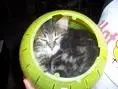 cathamster.webp