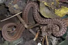 Snake.webp