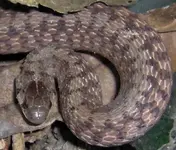 Snake_Close.webp