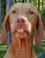 Hounddogs.webp