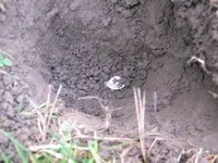 SLQ in hole.webp