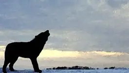 28wolvesatthedoor.webp